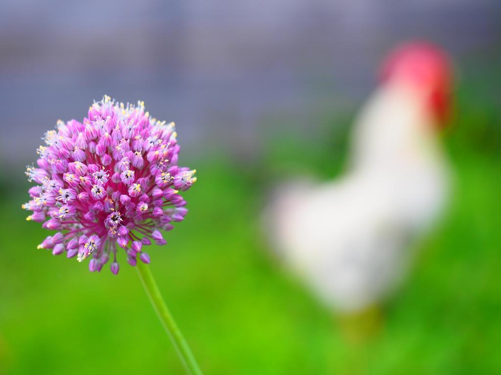 ポントレーモリ Il Giardino Di Rosmarino Bed & Breakfast エクステリア 写真